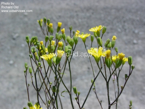 nipplewort